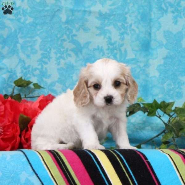 Kalvin, Cavalier King Charles Mix Puppy